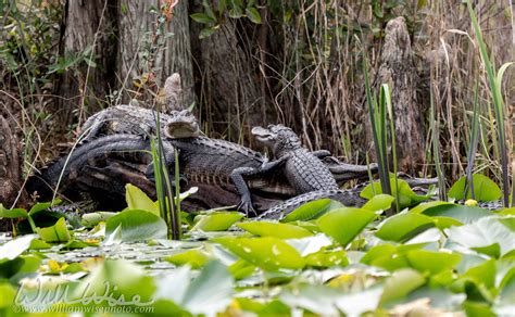 Alligator Apex Predators William Wise Photography
