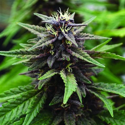 Royal Purple Kush Cbd Regular Cannabis Seeds By Emerald Triangle Seeds
