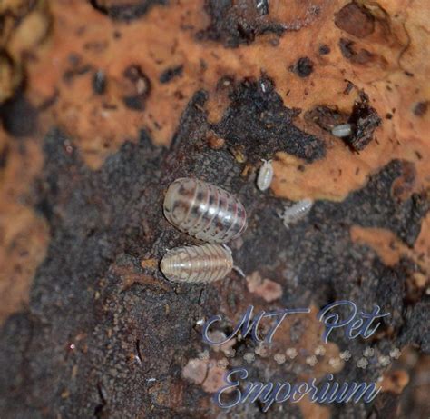 these tiny but cute isopods won t take up much room collections other