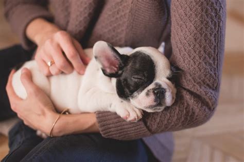 Top 10 Most Common Pets Americans Keep In Their Households