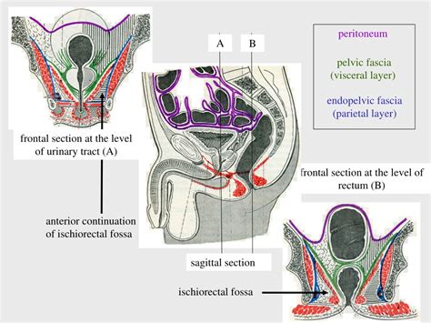 PPT Clinical Anatomy Of The Male Pelvis And Pelvic Floor PowerPoint Presentation ID