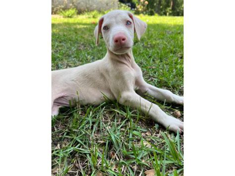 2 Female Beige Doberman Puppies For Sale Saraland Puppies For Sale
