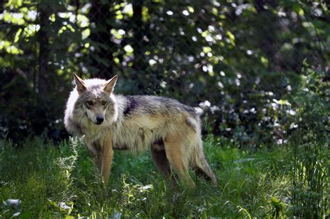 Three Legged Mexican Gray Wolf Killed Trapping Reform In Wyoming