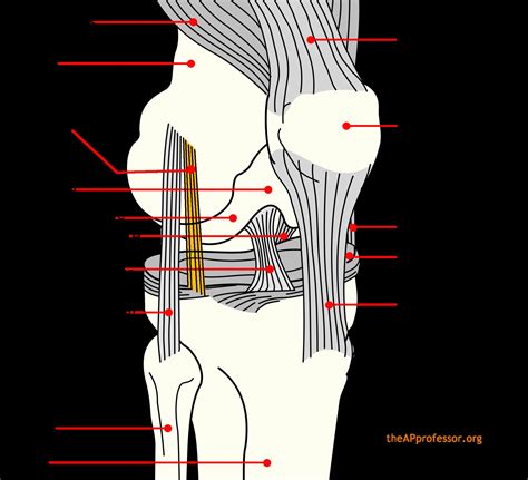 Download this premium vector about diagram showing tendon injury, and discover more than 12 million professional graphic resources on freepik. Diagram Of Knee Ligaments — UNTPIKAPPS