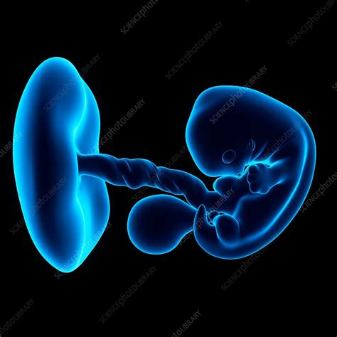 Human Fetus Age 7 Weeks Stock Image F0156716 Science Photo Library