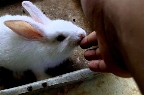 Why Does My Rabbit Bite Me Reason And Prevention