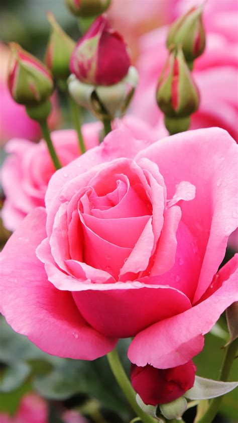 Bud Pink Petal Flower Rose 4k 5k Hd Flowers Wallpapers Hd Wallpapers