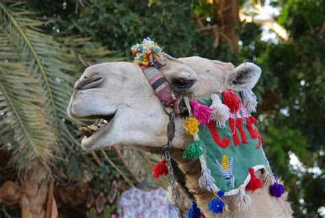 Un Designates 2024 As The International Year Of The Camelids Al Bawaba