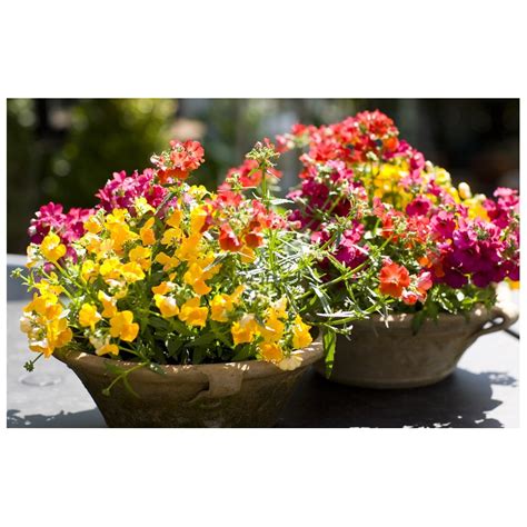 A classic design, simply set a seed packet at each place setting for an elegant look. Nemesia Flower Seeds which is indoor plant seeds, can be ...