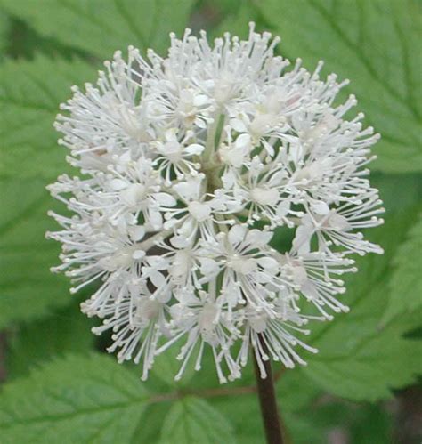 White Baneberry Actaea Pachypoda 01a Wild Flowers Of Sleepy Hollow Lake From All