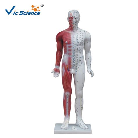 178CM Acupuncture Human Body Model