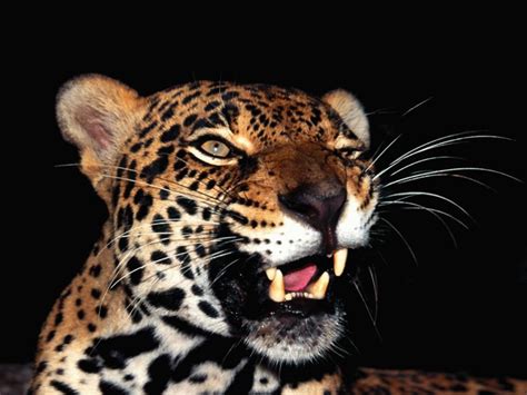 Amper Bae: animals