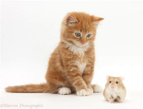 Ginger Kitten And Russian Hamster Photo Wp25848