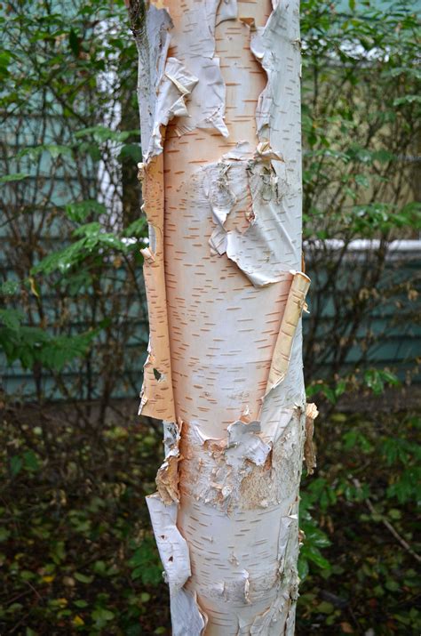 Amazing Paper Birch Bark Seattle Wa Birch Bark Amazing Birch