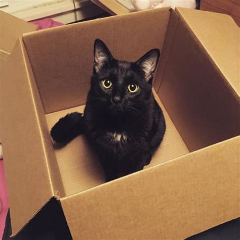 It was first identified in december 2019 in wuhan,. Domestic cats can get COVID-19 | Successful Farming