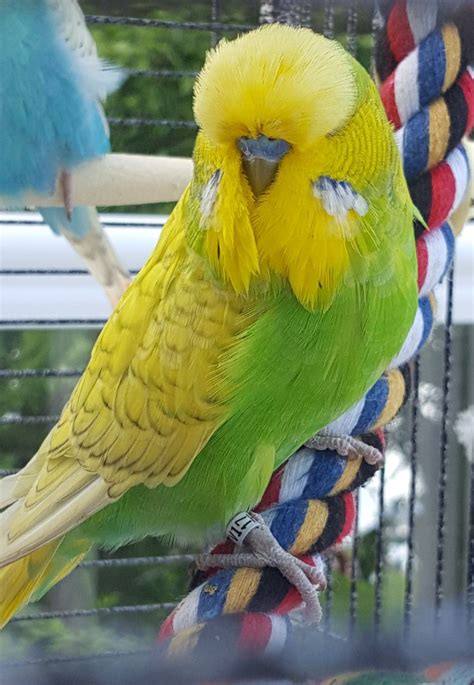 Sunny The Lacewing English Budgie Rb English Budgie Budgies Lacewing