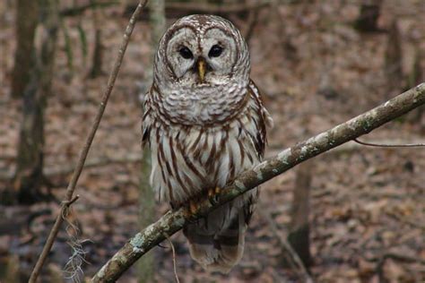 The 9 Species Of Owls In Illinois With Pictures Wildlife Informer