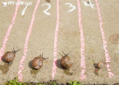 Learn Snail Facts By Snail Racing Kids Craft Room