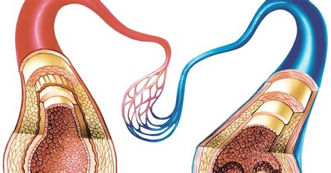 Diferencia Entre Arterias Y Venas En El Sistema Circulatorio The Best