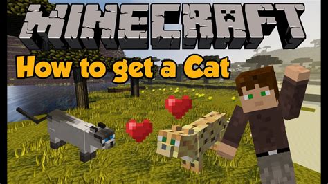 To tame a cat, first collect some raw cod or raw salmon from a nearby lake or river. Minecraft - How to get a Cat/ Tame an Ocelot! - YouTube