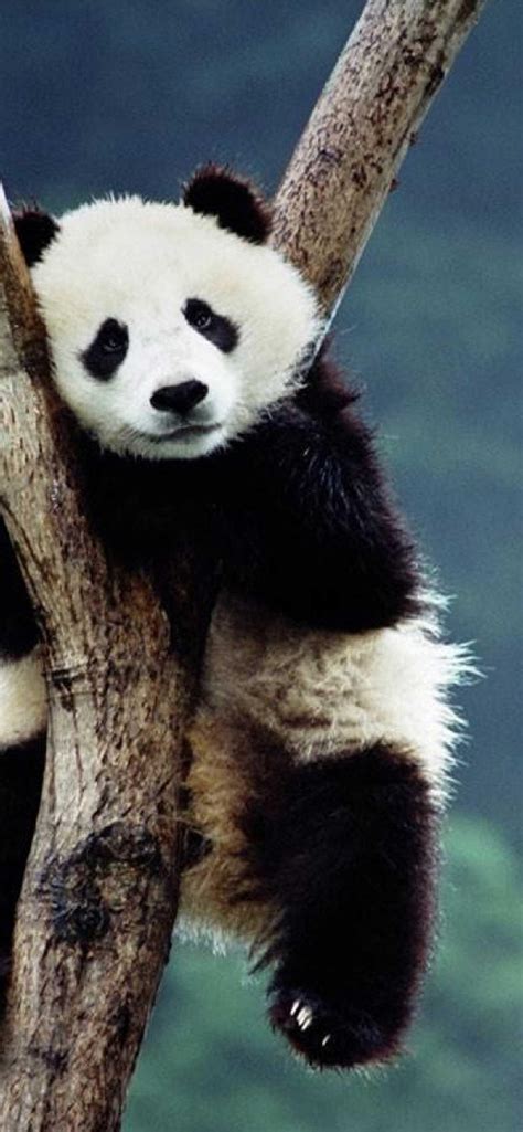 Top More Than 165 Cute Panda Wallpaper Hd Latest Vn
