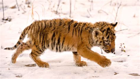 Tiger Cub Walking On Snow Field Photography Hd Wallpaper Wallpaper Flare