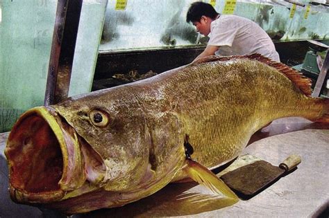Fish maw is the thick fatty stomach lining of a fish. China renews efforts to crack down on smuggling of totoaba ...