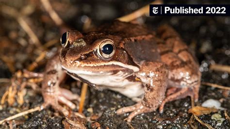 Its Like Shazam But For Frog Mating Calls The New York Times