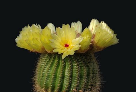 Nature Cactus Hd Wallpaper