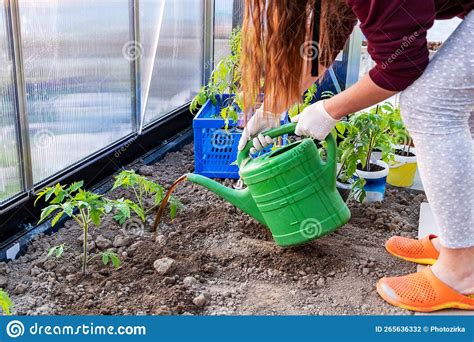 A Woman Is Watering Tomato Seedlings From A Watering Can Stock Photo