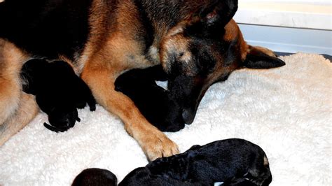 Newborn German Shepherd Puppies German Choices