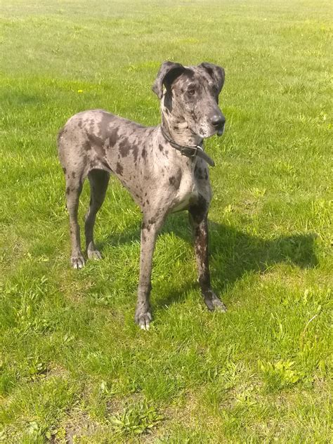 Pups will be kept in the house with us and will frequently be aroud small children so they will be… Great Dane Puppies For Sale | Detroit, MI #304437