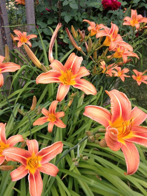 Day Lilies Day Lilies Flowers Roses Lily