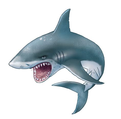 Shark Png Transparent Image Download Size 1462x1442px