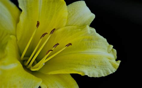 Free Download Hd Wallpaper Yellow Lily Flower Macro Nature Close