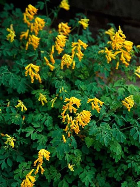 This plant will bring brilliant color to your garden. Shaded Garden Plants - Shine Your Light