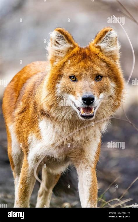 Dhole Cute Hi Res Stock Photography And Images Alamy