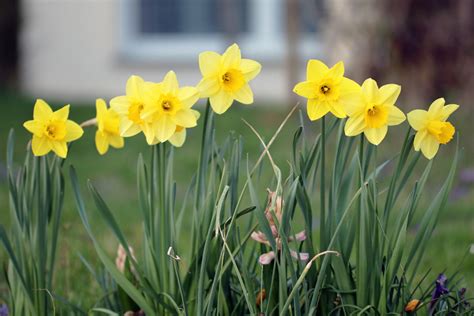 Zum einen sind sie das beste zeichen dafür, dass der winter endgültig vorbei ist; Narzissen, Osterglocken - Pflanzen und Pflege-Anleitung ...