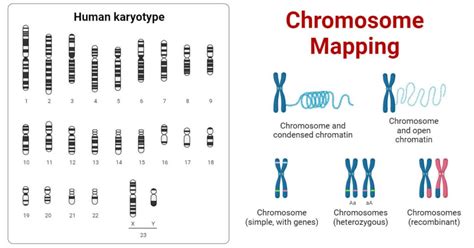 Chromosome Mapping Definition Sorts Significance My Blog