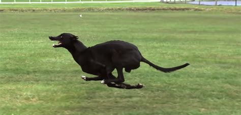 What Dog Is Faster Than A Greyhound