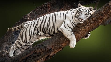 White Tiger Hd Wallpaper Background Image 2000x1125 Id1030895