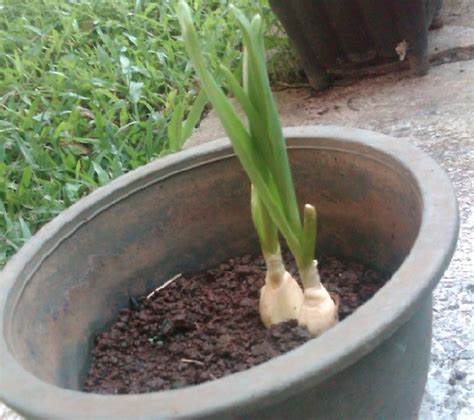 Cara menanam bawang daun agar beranak banyak perhatikan akarnya. Cara Menanam Bawang Putih Dalam Pot atau Polybag