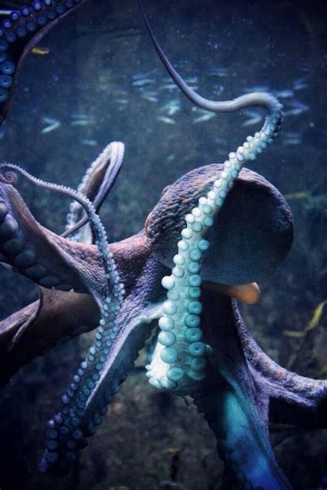 Octopus Up Close Ocean Animals Ocean Underwater Life