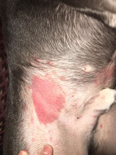 Red Spots On Dogs Skin Images And Photos Finder