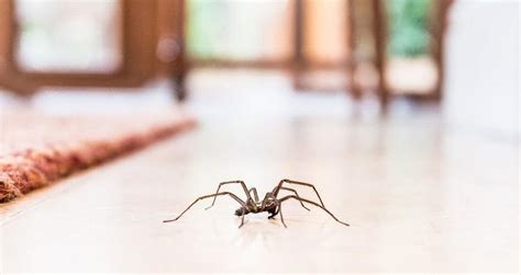 Hur Blir Man Av Med Spindlar I Hemmet