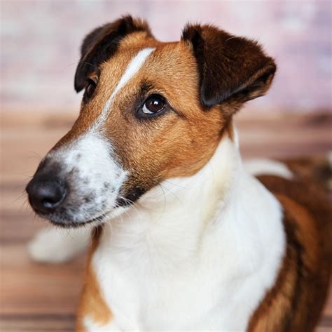 What Health Problems Do Fox Terriers Have