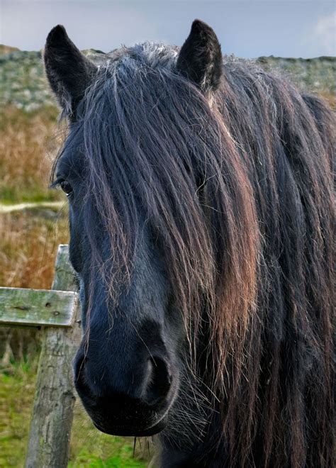 Cumbrian Fell Pony At Tewet Tarn