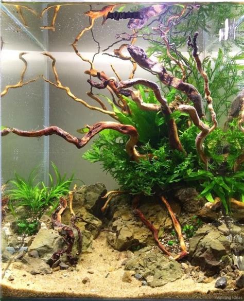 30 Aquascaping Ideas For Inspirations Fish Tank Decorations Fish