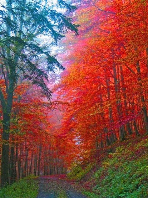 Autumn Forest Saxony Germany