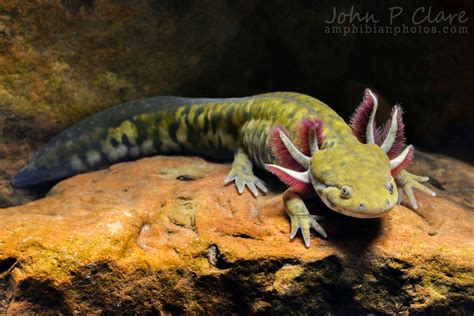 Barred Tiger Salamander Ambystoma Mavortium Mavortium Flickr